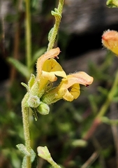 Rothrock's keckiella (Keckiella rothrockii)