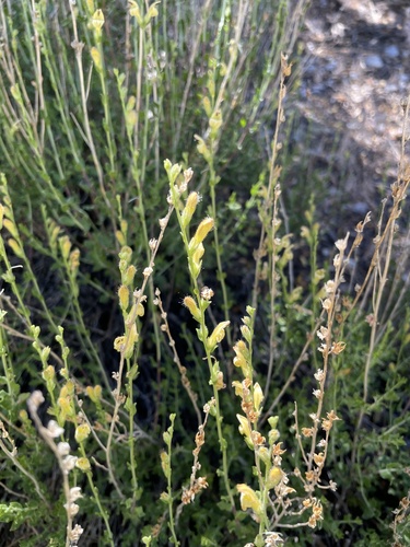 Rothrock's keckiella (Keckiella rothrockii)