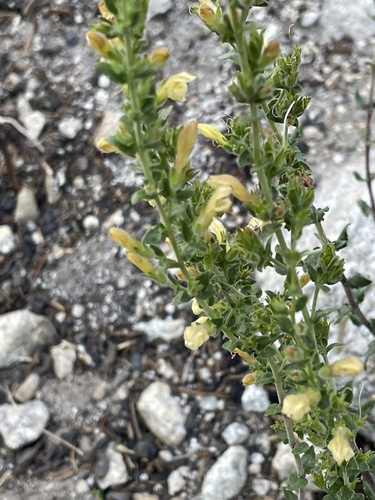 Rothrock's keckiella (Keckiella rothrockii)