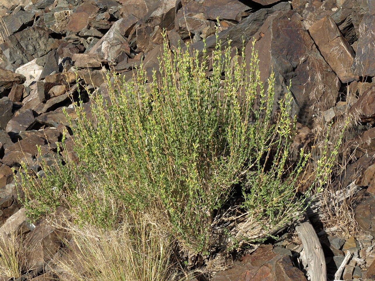 Rothrock's keckiella: buckskin keckiella, Keckiella rothrockii var. rothrockii, White Mountains, elevation 2075 m (6805 ft). Also visible are squirreltail (Elymus elymoides) and chea