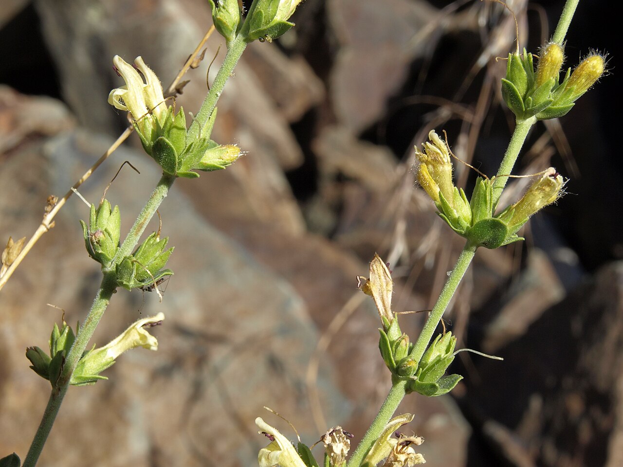 Rothrock's keckiella: buckskin keckiella, Keckiella rothrockii var. rothrockii, White Mountains, elevation 2075 m