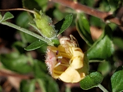 Rothrock's keckiella (Keckiella rothrockii)