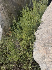 Rothrock's keckiella (Keckiella rothrockii)