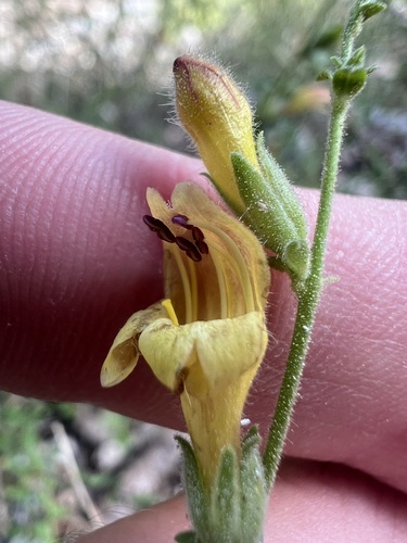 Rothrock's keckiella (Keckiella rothrockii)