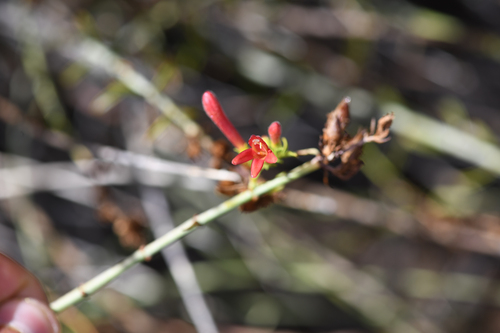 Scarlet keckiella (Keckiella ternata)