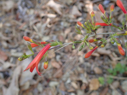 Scarlet keckiella (Keckiella ternata)