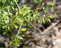 Scarlet keckiella (Keckiella ternata)