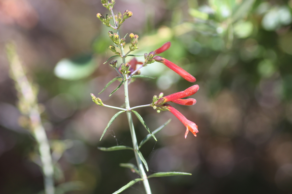 Scarlet keckiella (Keckiella ternata)