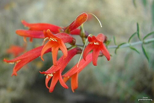 Scarlet keckiella: Keckiella ternata — Whorl-leaf Penstemon. On Mount Wilson in the San Gabriel Mountains , Los Angeles County, California . 20100802.11