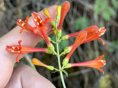 Scarlet keckiella (Keckiella ternata)