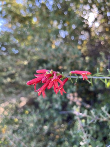 Scarlet keckiella (Keckiella ternata)