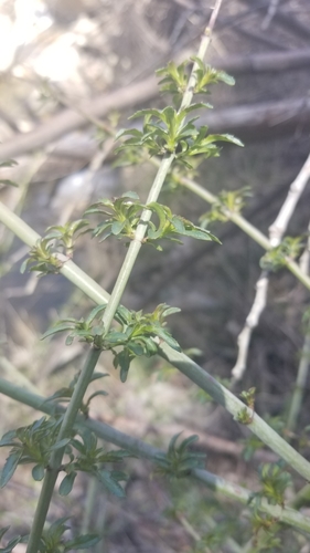 Scarlet keckiella (Keckiella ternata)