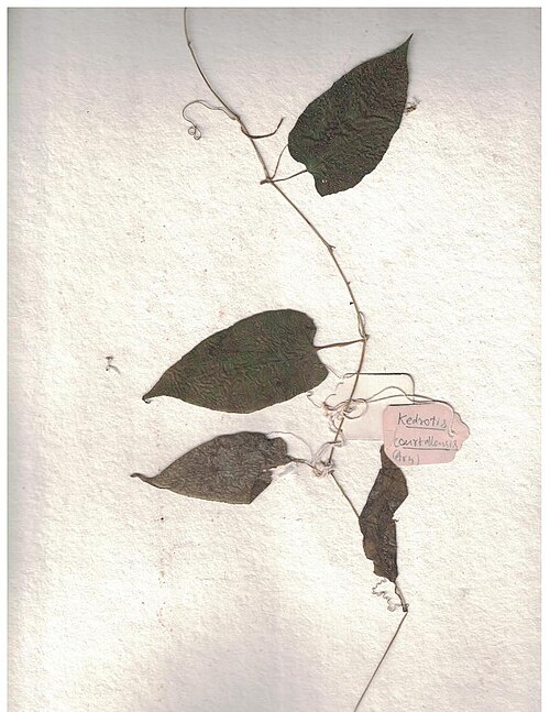 Kedrostis courtallensis: Herbarium scans from the Anamalai Hills