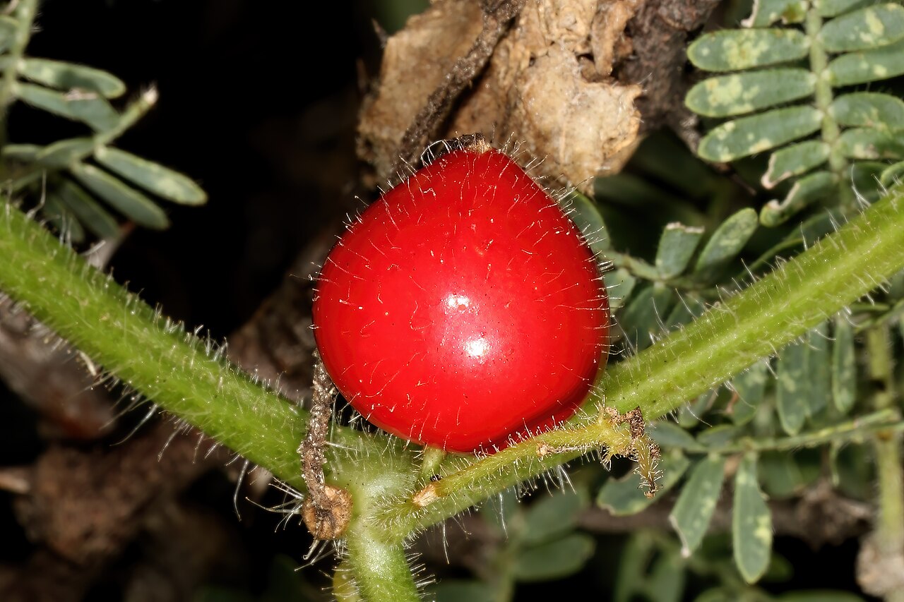 Kedrostis foetidissima: Kedrostis foetidissima , fruit; creeper in Vachellia hebeclada , vicinity of Wolmaransstad, North West, South Africa