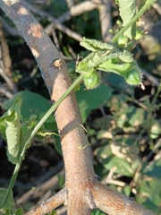 Kedrostis foetidissima (Kedrostis foetidissima)