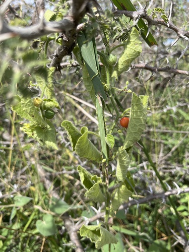 Kedrostis foetidissima (Kedrostis foetidissima)