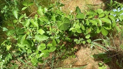 Kedrostis foetidissima (Kedrostis foetidissima)