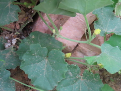 Kedrostis foetidissima (Kedrostis foetidissima)