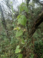 Kedrostis foetidissima (Kedrostis foetidissima)