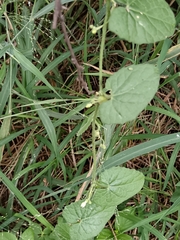 Kedrostis foetidissima (Kedrostis foetidissima)