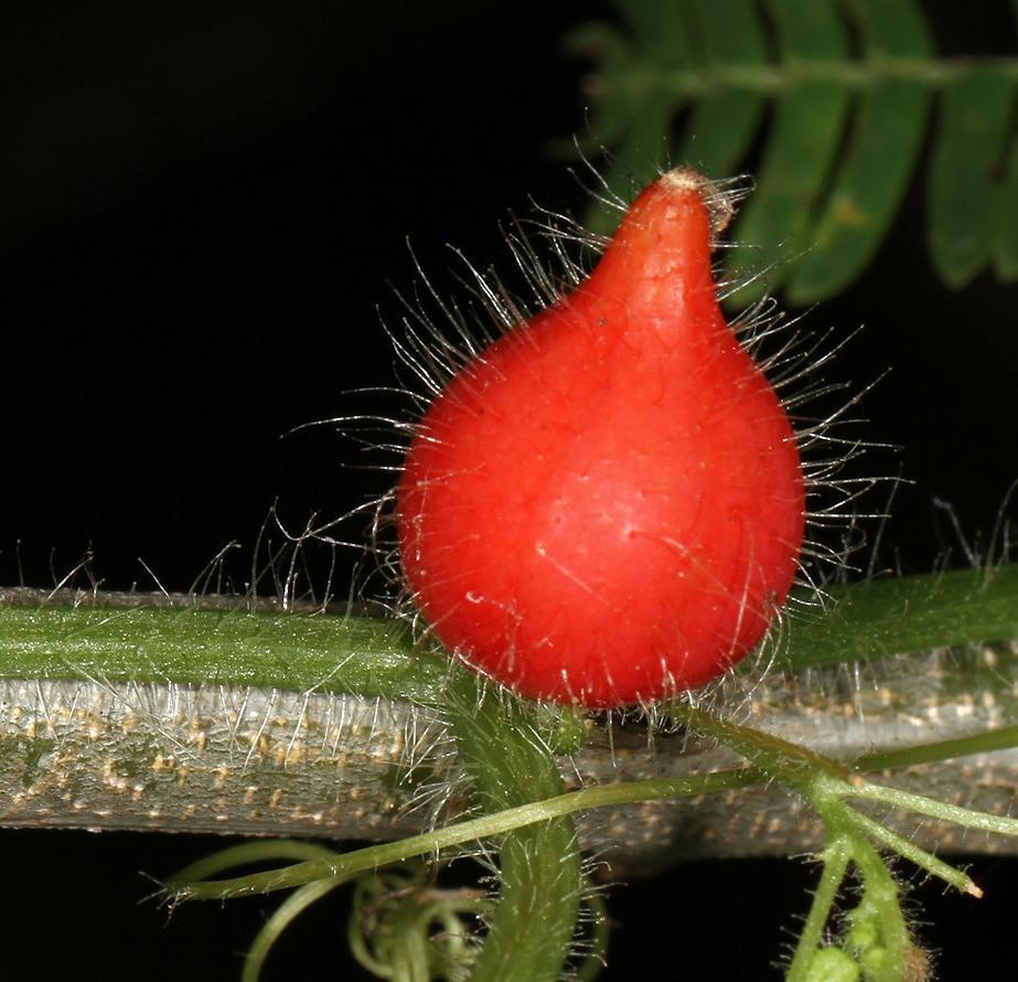 Kedrostis foetidissima (Kedrostis foetidissima)