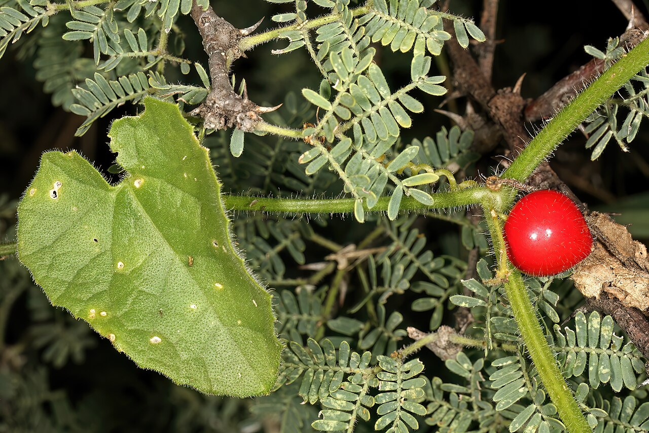 Kedrostis foetidissima: Kedrostis foetidissima , fruit; creeper in Vachellia hebeclada , vicinity of Wolmaransstad, North West, South Africa
