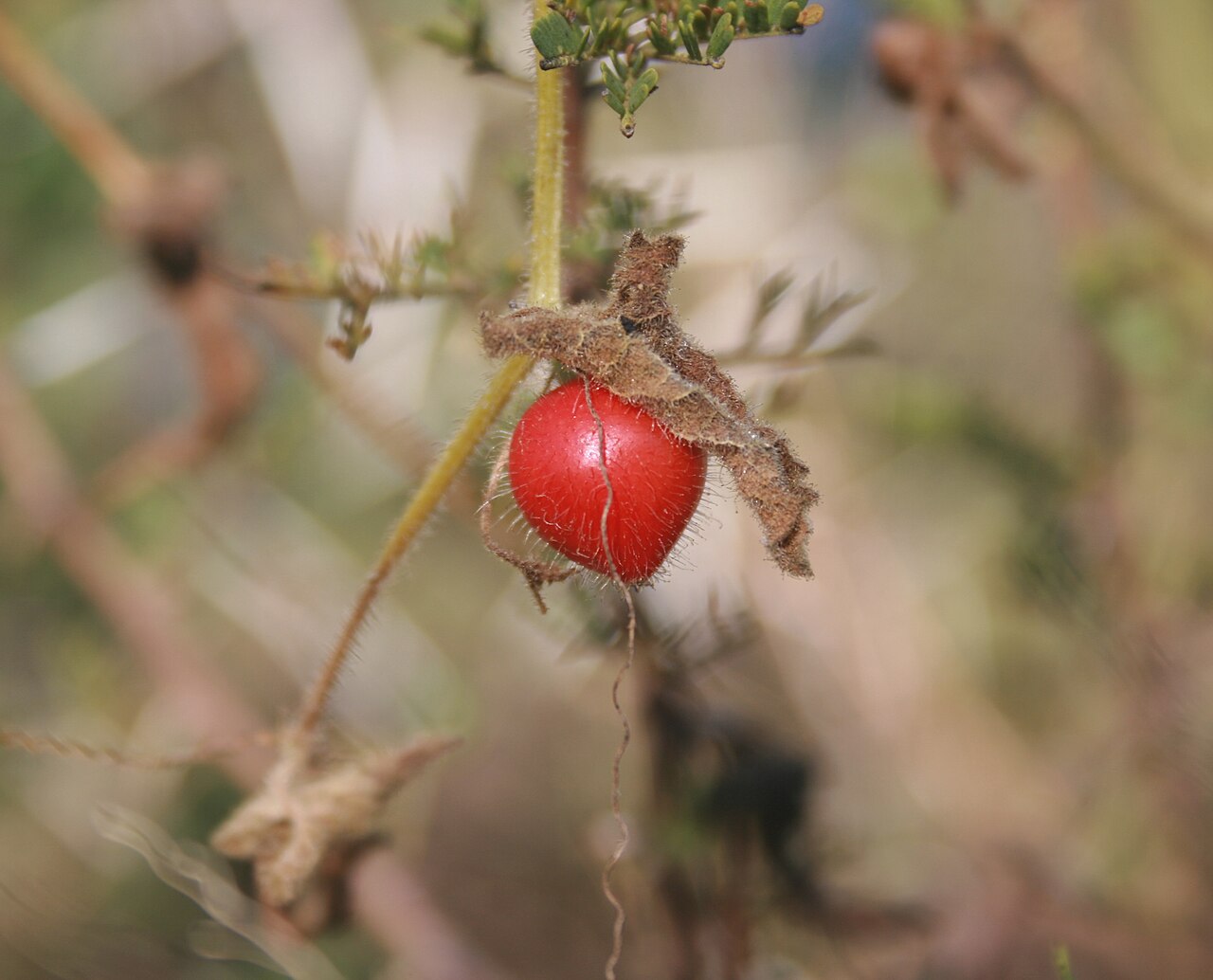 Kedrostis foetidissima: Fruit of Kedrostis foetidissima, autumn