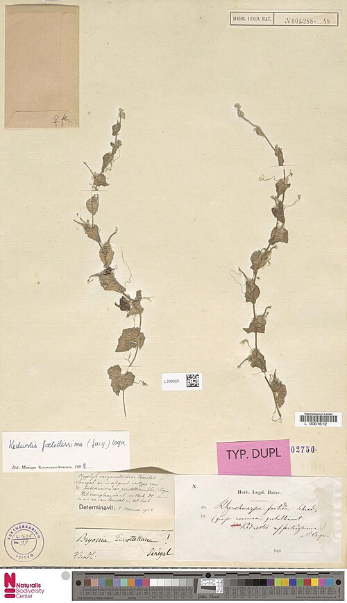 Kedrostis foetidissima: Kedrostis foetidissima (Jacq.) Cogn. var. perrotettiana (Ser.) Cogn. (type of) - Kedrostis foetidissima (Jacq.) Cogn. var. perrotettiana (Ser.) Cogn.