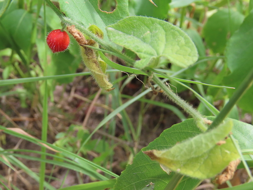 Kedrostis foetidissima (Kedrostis foetidissima)