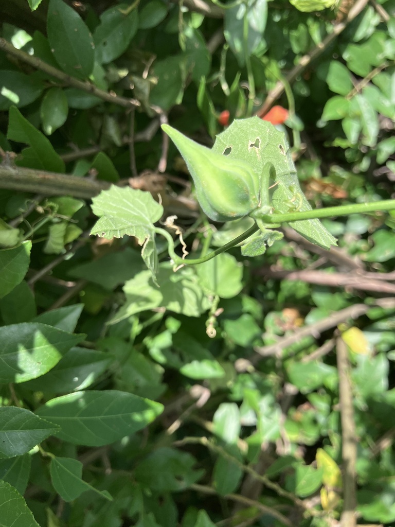 Kedrostis limpompensis (Kedrostis limpompensis)