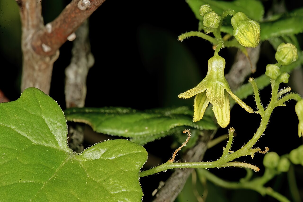 Porcupine potato: Kedrostis nana , flowers; Rondeberg Private Nature Reserve, Darling, Western Cape, South Africa