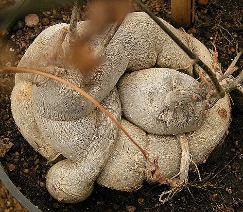 Porcupine potato: Kedrostis nana