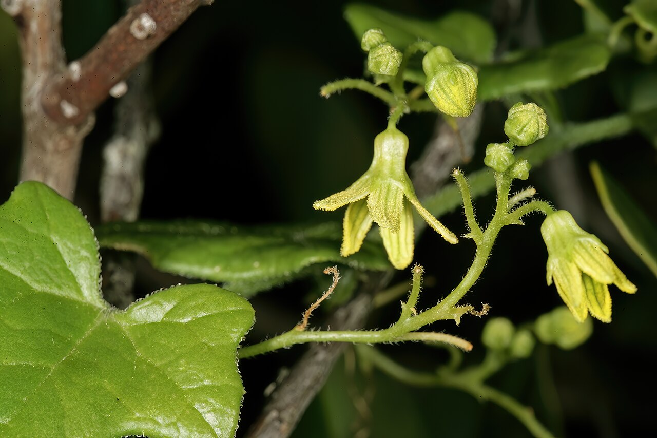 Porcupine potato: Kedrostis nana , flowers; Rondeberg Private Nature Reserve, Darling, Western Cape, South Africa