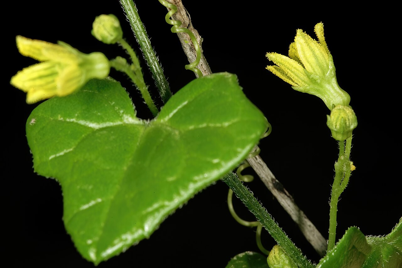 Porcupine potato: Kedrostis nana , flowers; Rondeberg Private Nature Reserve, Darling, Western Cape, South Africa