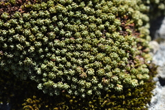Kelleria croizatii (Kelleria croizatii)