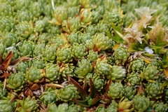 Kelleria croizatii (Kelleria croizatii)