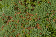 Kelleria croizatii (Kelleria croizatii)