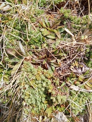 Kelleria croizatii (Kelleria croizatii)