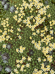 Kelleria croizatii (Kelleria croizatii)
