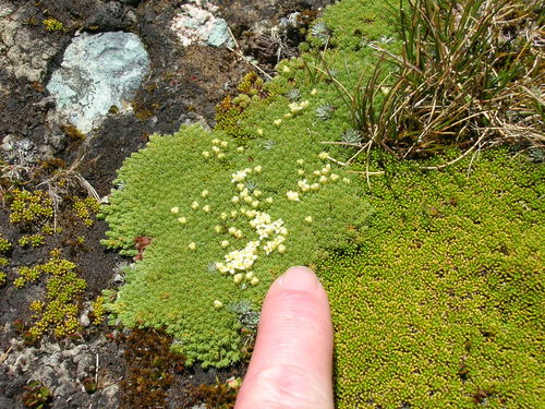 Kelleria croizatii (Kelleria croizatii)