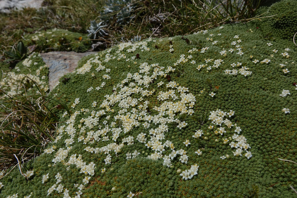 Kelleria croizatii (Kelleria croizatii)