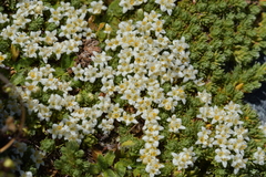 Kelleria croizatii (Kelleria croizatii)