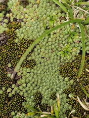 Kelleria croizatii (Kelleria croizatii)
