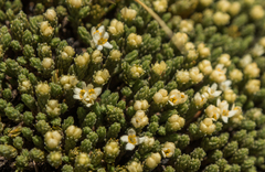 Kelleria croizatii (Kelleria croizatii)
