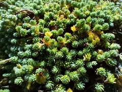 Kelleria croizatii (Kelleria croizatii)