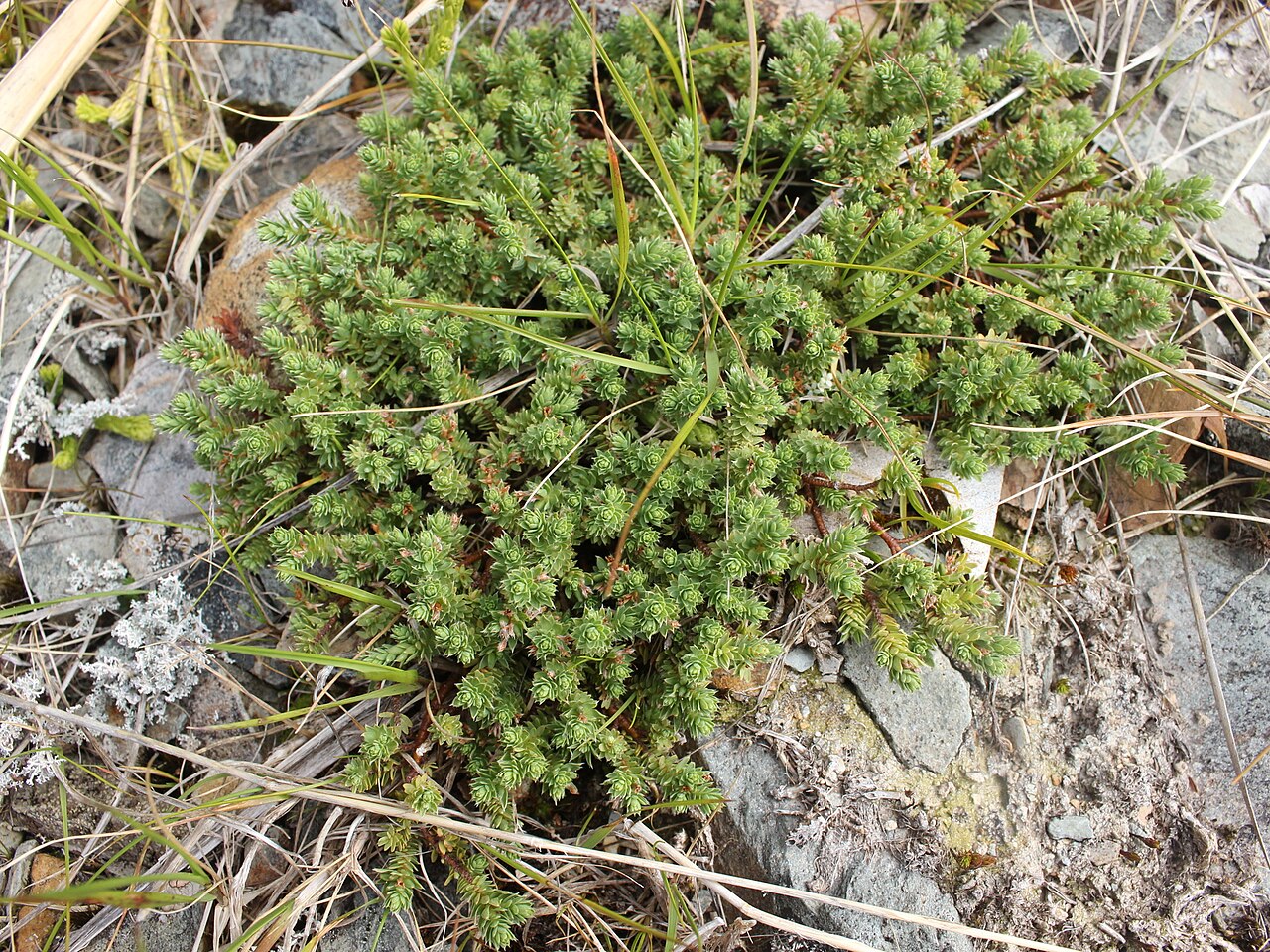 Kelleria laxa: Kelleria laxa in New Zealand