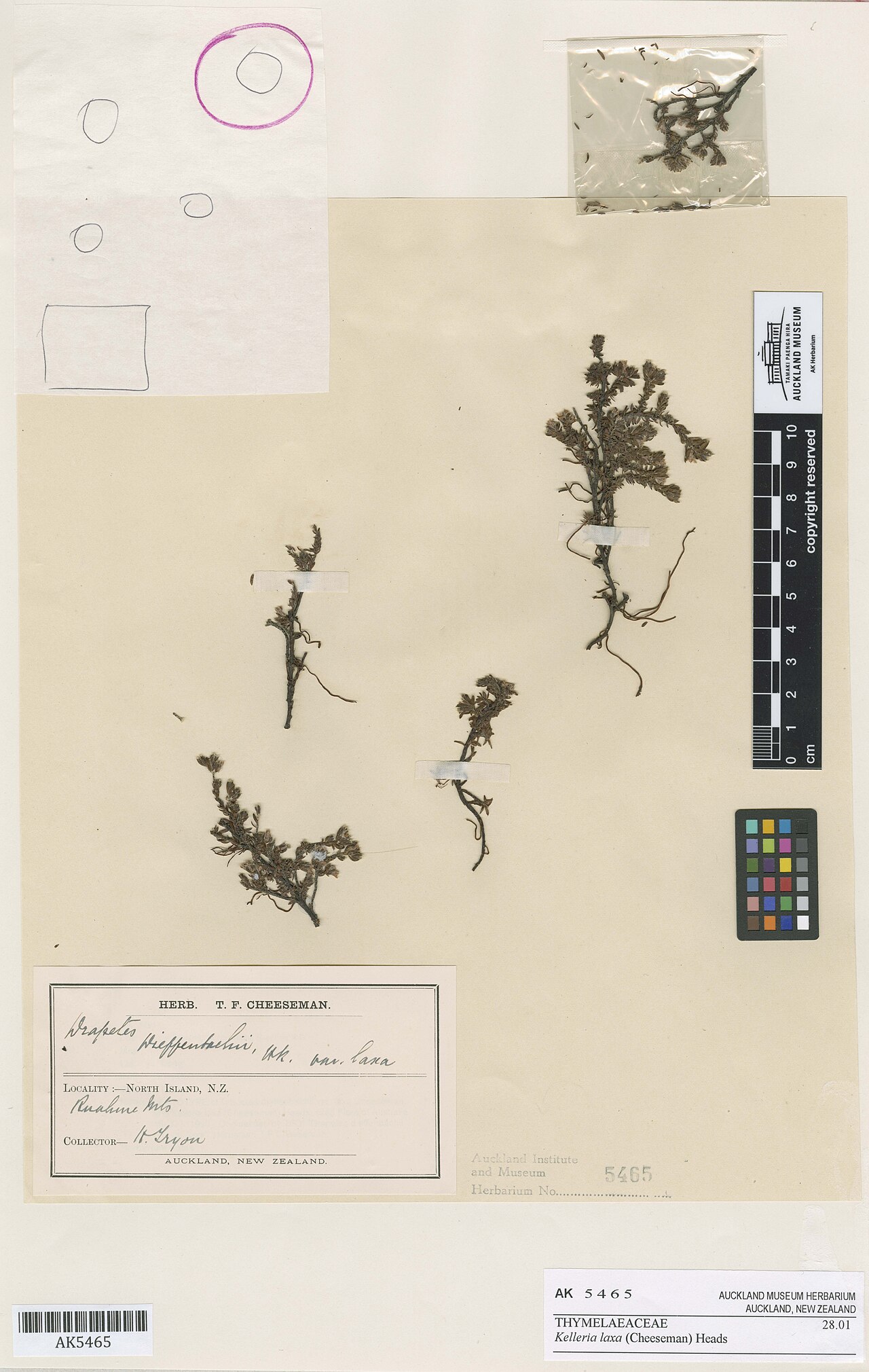 Kelleria laxa (Kelleria laxa)