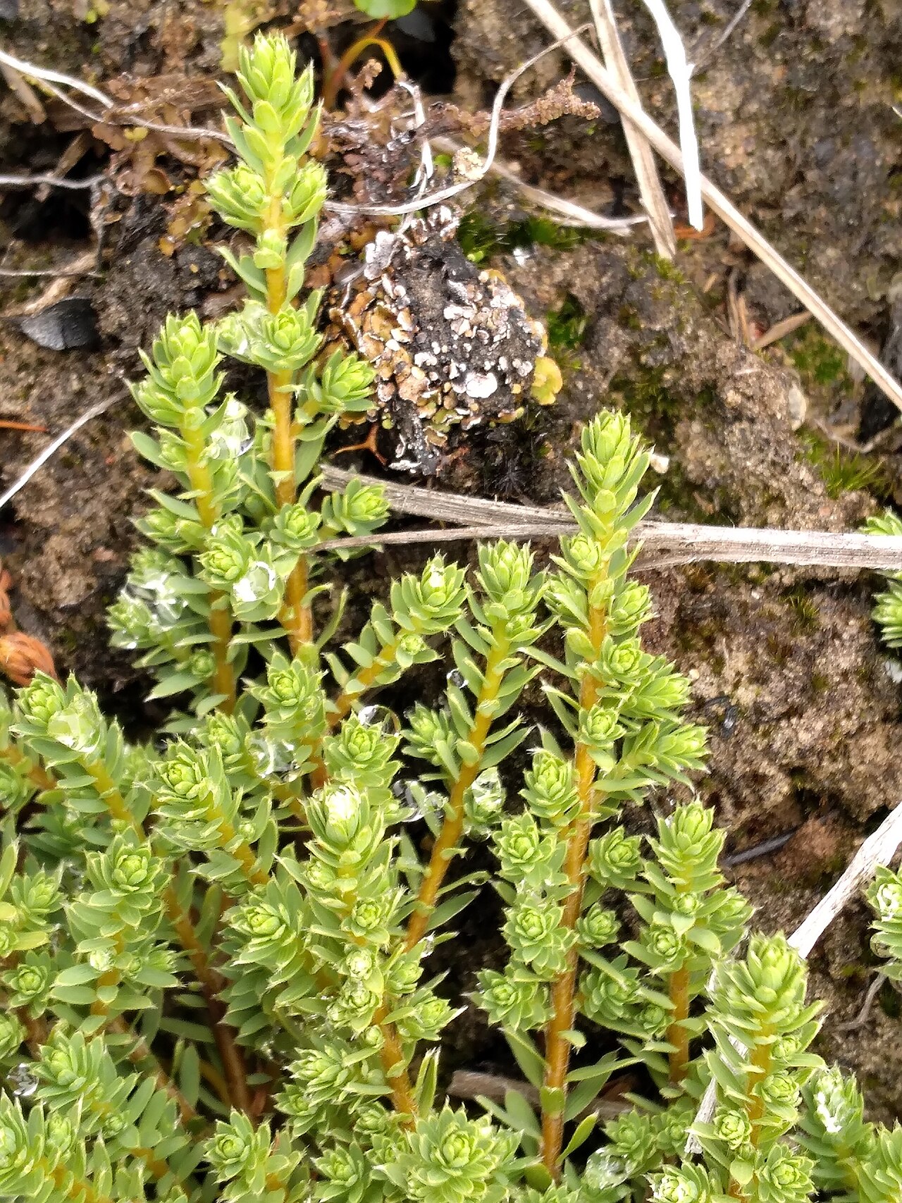 Kelleria laxa: Kelleria laxa in New Zealand
