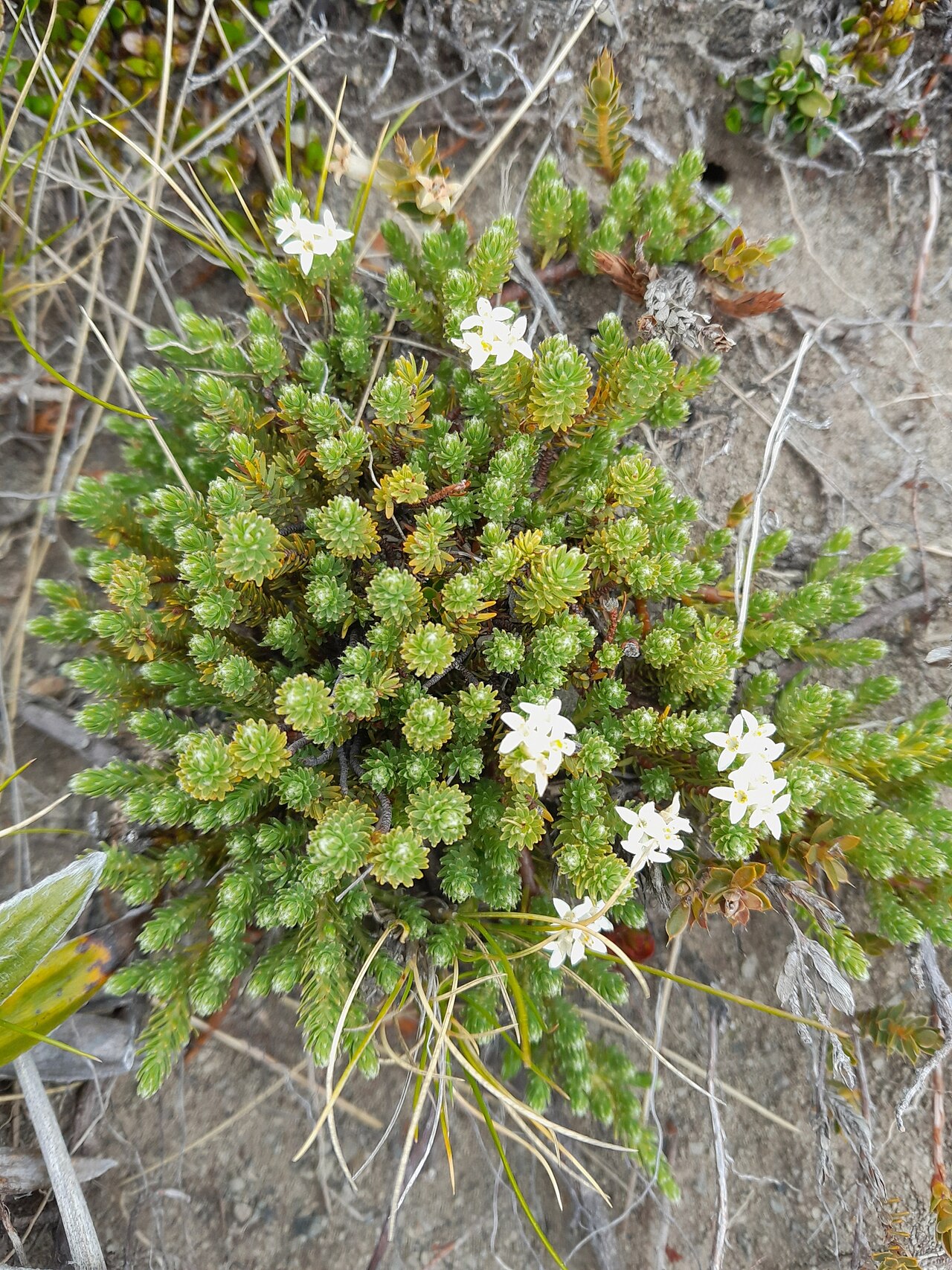 Kelleria laxa: Kelleria laxa in New Zealand