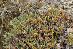 Kelleria villosa (Kelleria villosa)